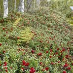 Berry Picker - Facebook