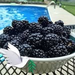 Barry Posey - @bap1947 - Instagram