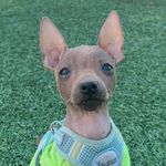 (Silly) Putty - @puttybarry - Instagram