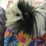 Barry Queen || Pet - @_barryqueen - Instagram