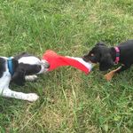 Barry Allen & Jessie Quick - @barry_thedog_allen - Instagram