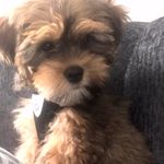 Barry Smith-Ring - @barrytheshorkie19 - Instagram