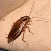roachesbarry - @roachesbarry - TikTok