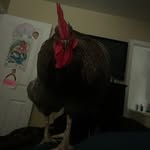 BARRY - @barry_the_rooster_ - Instagram
