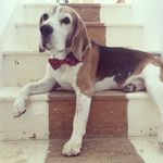 Barry Ruffino - @barryruffinothebeagle - Instagram