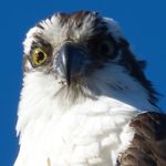 Barry Rutherford - @frommyownbackyard - Instagram