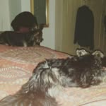 barry ryan - @marleyalfiedaisy.m.a.d - Instagram