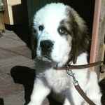 Барри - @barry_saint_bernard - Instagram