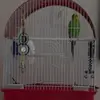 Dovetonsils - @barrysaltzman - TikTok
