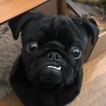 Barry Sayer - @apugcalledbarry - Instagram