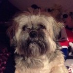 Barry Schofield - @barrythelhasoapso - Instagram