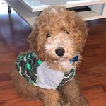 Barry Silva - @barry_thegoldendoodle - Instagram