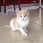 Luke Barry Skywalker - @__luke_the_cat__ - Instagram