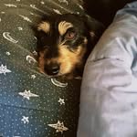Barry🐾 - @barrysleepy - Instagram