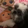 barrysokolik - @barry_the_dogg - TikTok