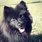 Barry 🐾 - @barryspitz.dog - Instagram