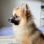 Barry | Spitz alemão - @barryospitz - Instagram