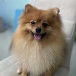 BARRY⚡️🦴 - @barry.allenspitz - Instagram