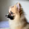 Barry o Spitz - @barryospitz - TikTok