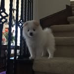 Barry The Spitz # - @barry_the_spitz__ - Instagram