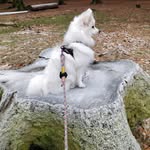 Berry - Japanese spitz - @berrythej.spitz - Instagram
