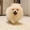 user1489782162094 - @barryspitzdog - TikTok