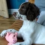 @barry.the.springer.spaniel - Instagram