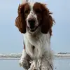 Barry & friends - @welshspringer_barry - TikTok
