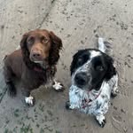 Barry & Woody - @barry_the_springer - Instagram