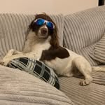 Barry - @barrythespringer - Instagram