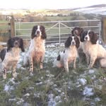 Barry Richard - @barry_springer_doggo - Instagram