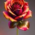 Barry Springer - Facebook