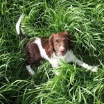 @barry_springerspaniel - Instagram