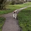 Woof 🐶🐾 - @barrythespringer - TikTok