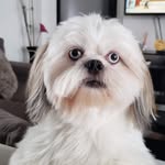 Barry - @sir.barrystark - Instagram