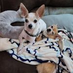 Angela N Barry Stidham - @aggiebearlove - Instagram