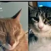 🇲🇽El gatos🇲🇽 - @barry._.and._.storm - TikTok