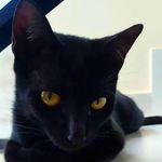 Valente Totoro Barry Straub - @valentetotoro - Instagram