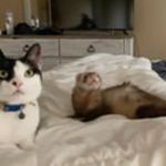 Barry ,Street Trash, Chauncey - @barry_and_siblings - Instagram