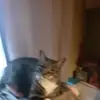 barrytimms - @barrytimms - TikTok