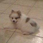 Barry Couch-Wallis - @barrythepom - Instagram
