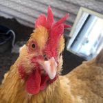 Karen Barry Watt - @wattk60 - Instagram