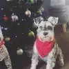 barry🐕 - @barry_wyman - TikTok