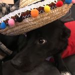Barry Weaver - @barrythesleddog - Instagram