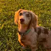 BigBadBarryWeiner - @bigbadbarrywiener - TikTok