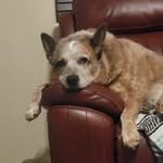Bart Adams - @rusti2009 - Instagram