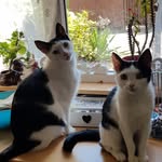 Bart & Bailey - @bartenbailey - Instagram