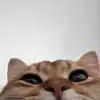 Benson - @bartholomeowbenson - TikTok