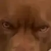 Braunbart - @braunbart - TikTok