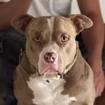 Bart | American Bully - @bartbully_1 - Instagram